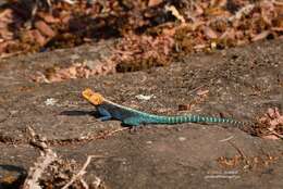 Image of Kirk's Rock Agama