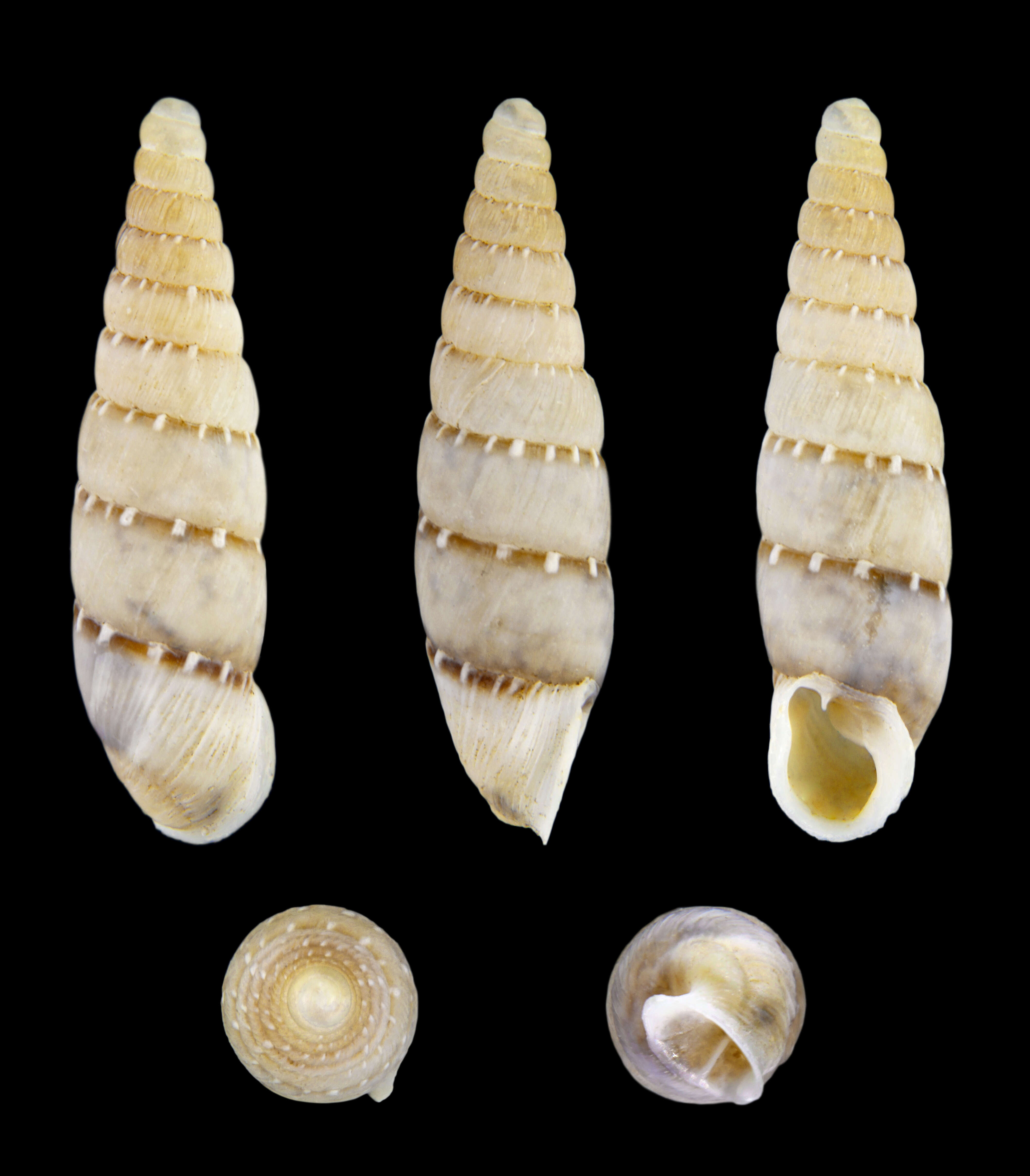 Image of Papillifera W. Hartmann 1842