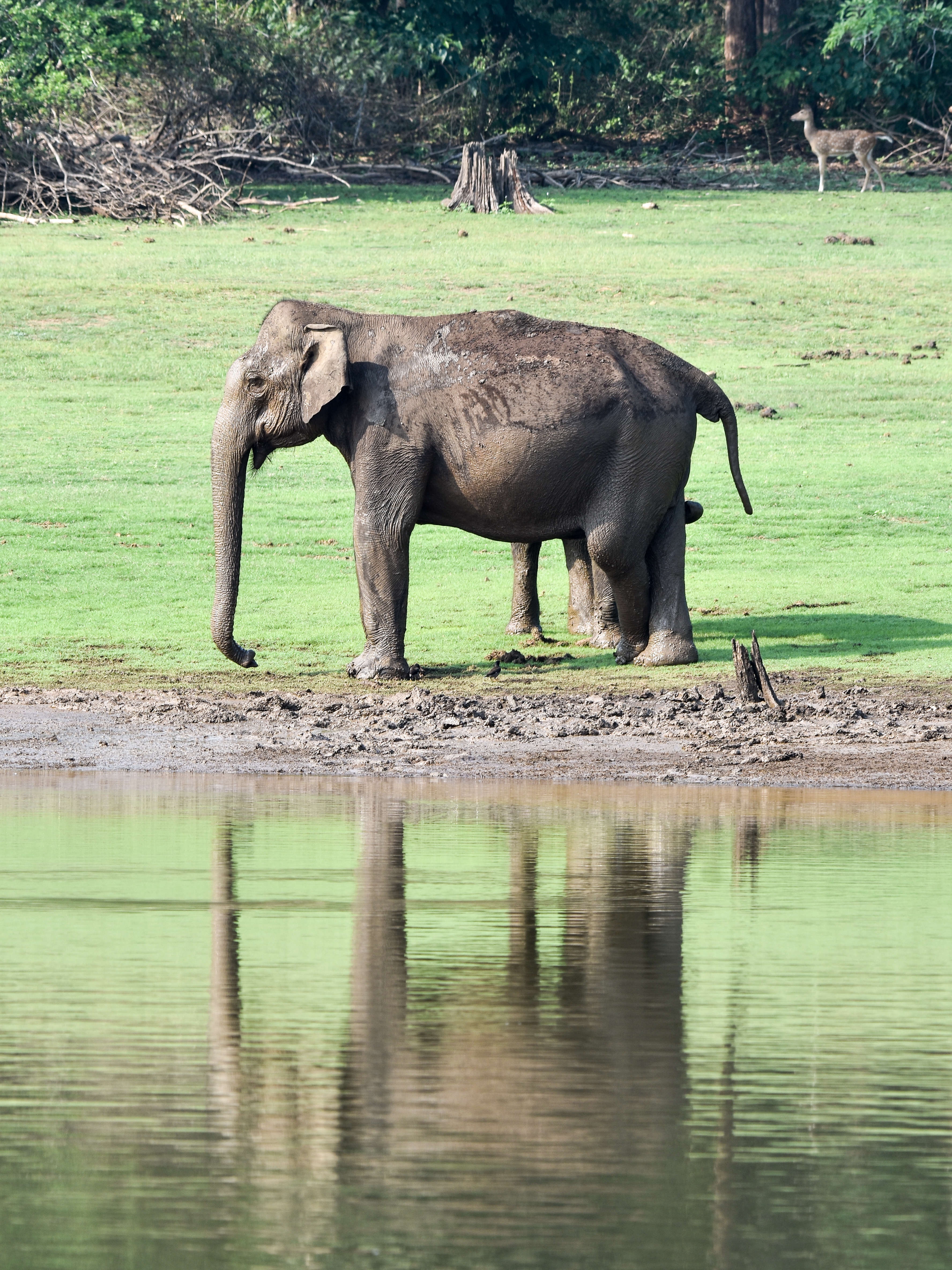 Image of Indian elephant