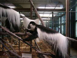 Image of Mantled Colobus