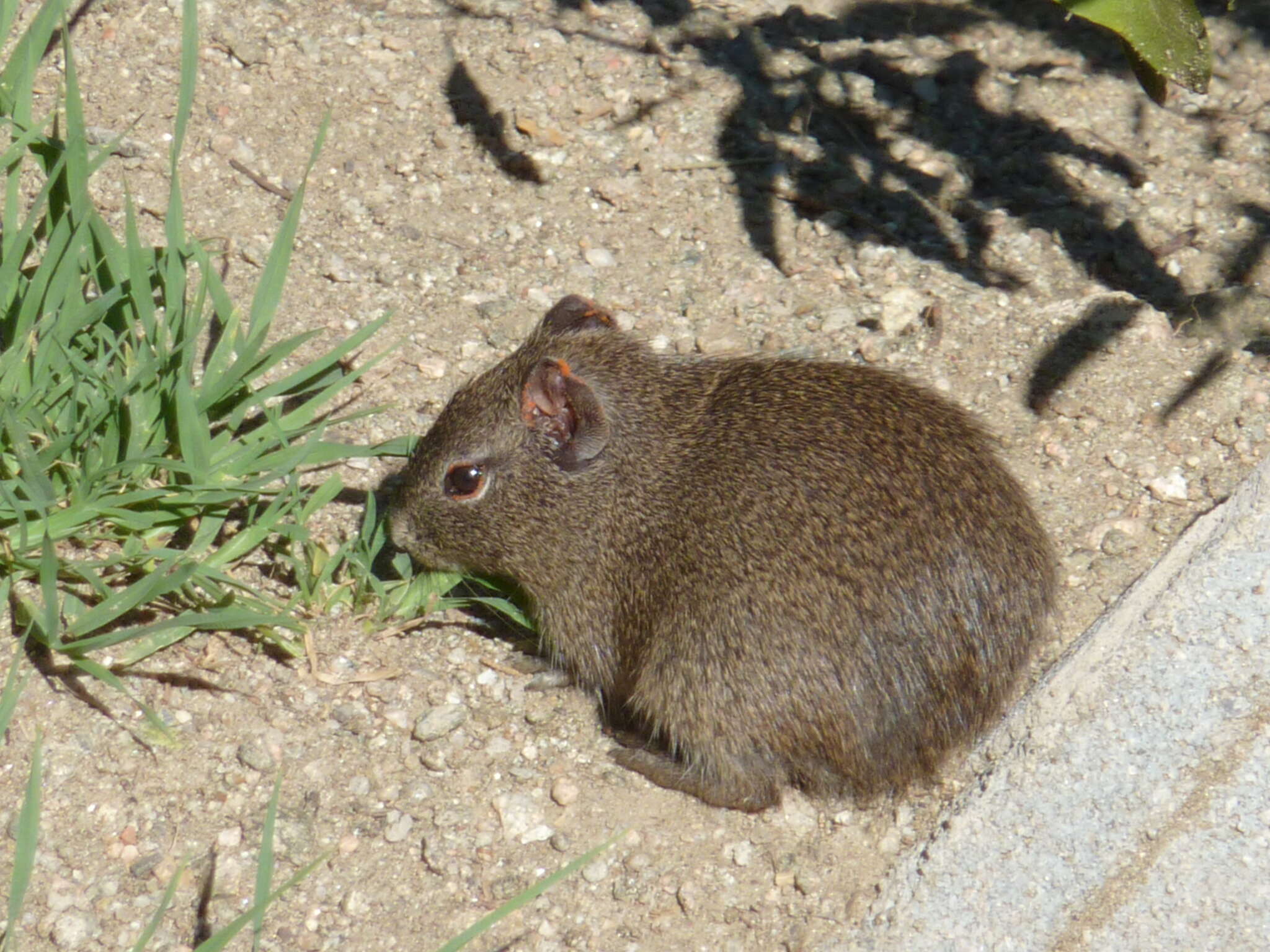 Image of Brazilian Guinea Pig