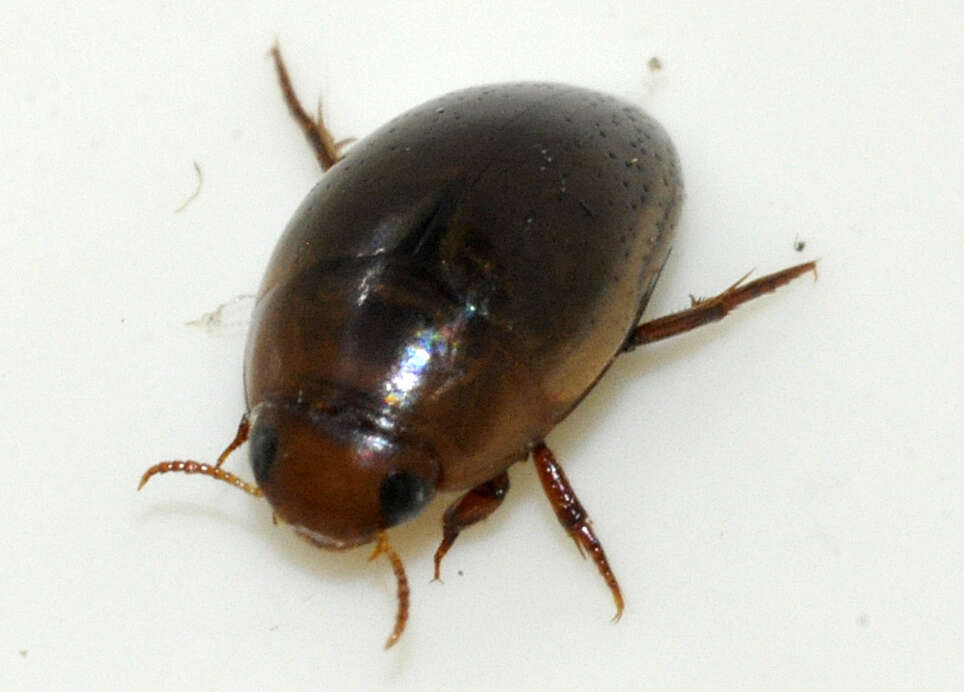 Image de Noterus clavicornis