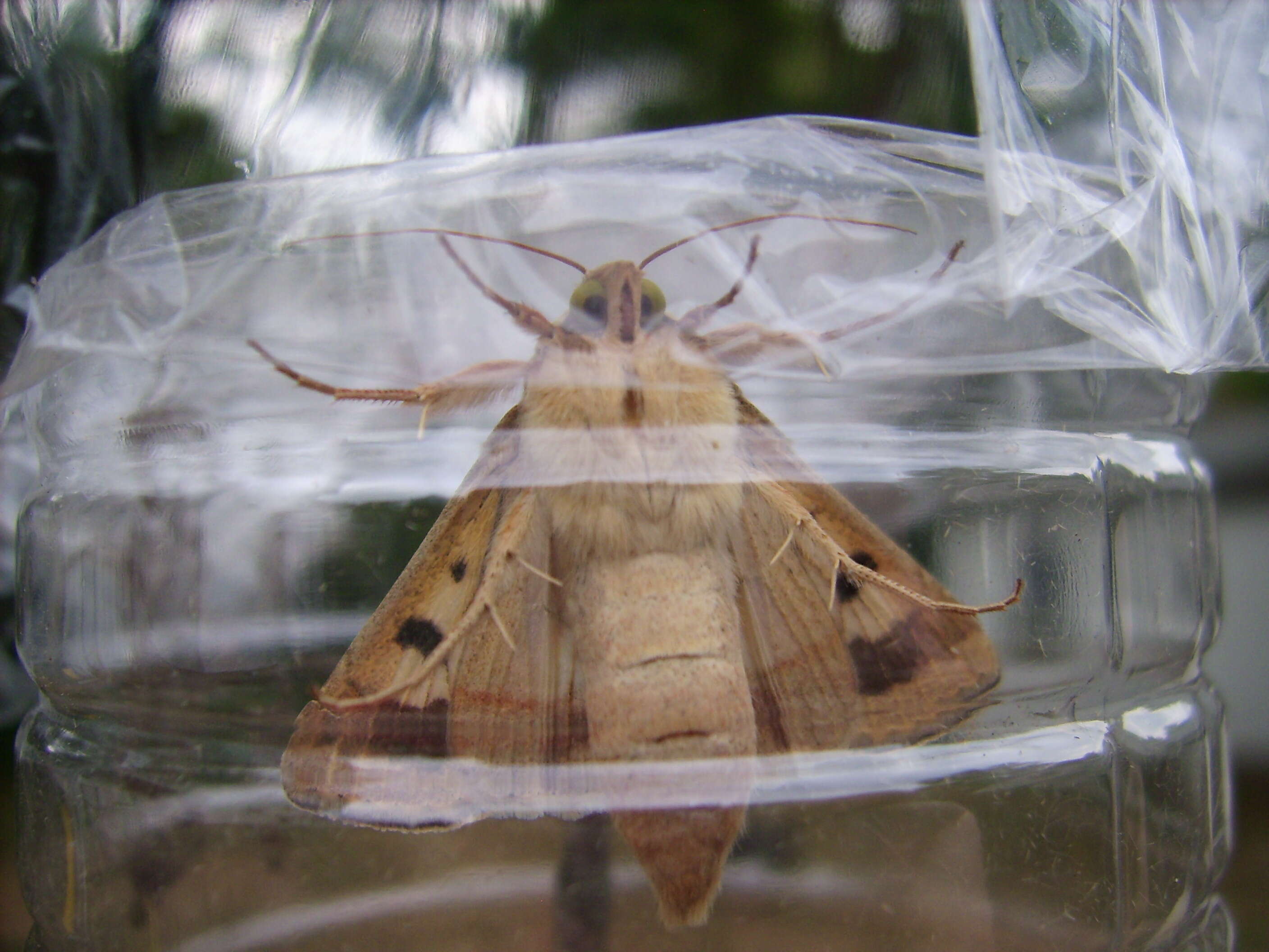 Image of Corn Earworm