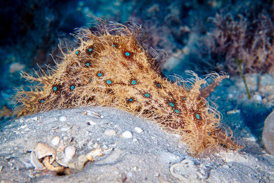 Image of blue-spotted sea hare