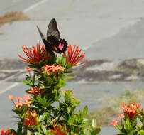 Image de Papilio anchisiades Esper 1788