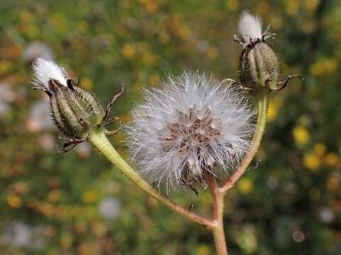 Image of rough hawksbeard