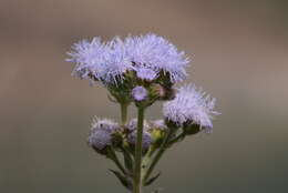 Imagem de Ageratum conyzoides L.