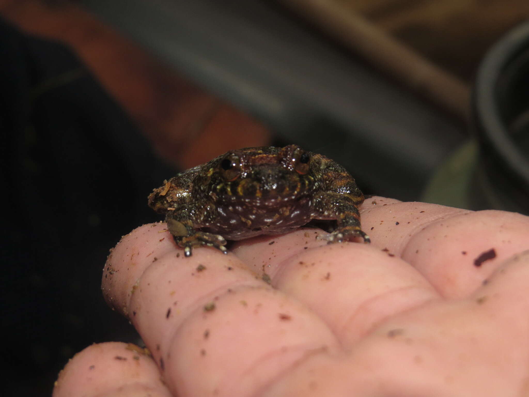 Image of Cycloramphus eleutherodactylus (Miranda-Ribeiro 1920)