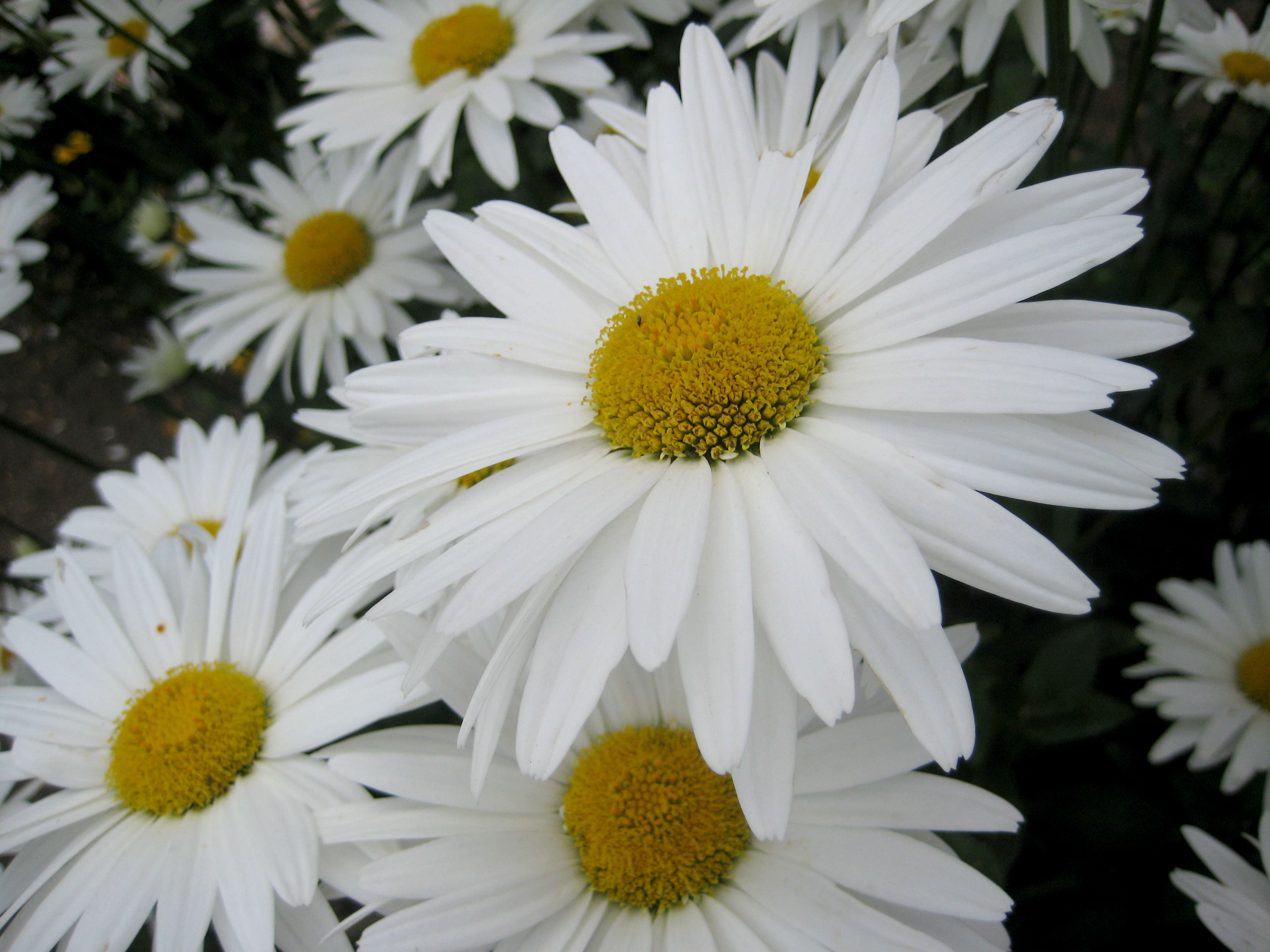 Image of Oxeye Daisy