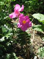 Image of Incarvillea delavayi Bureau & Franch.