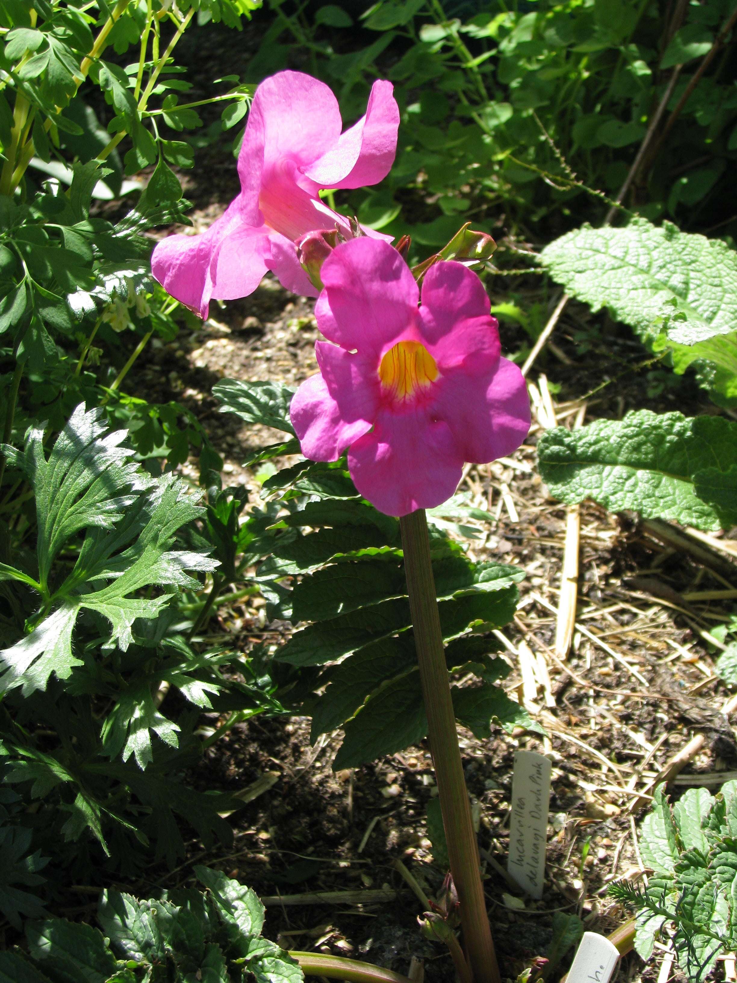 Image of Incarvillea delavayi Bureau & Franch.