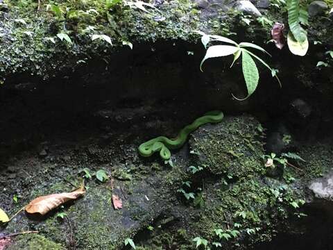 Image of White-lipped island pitviper