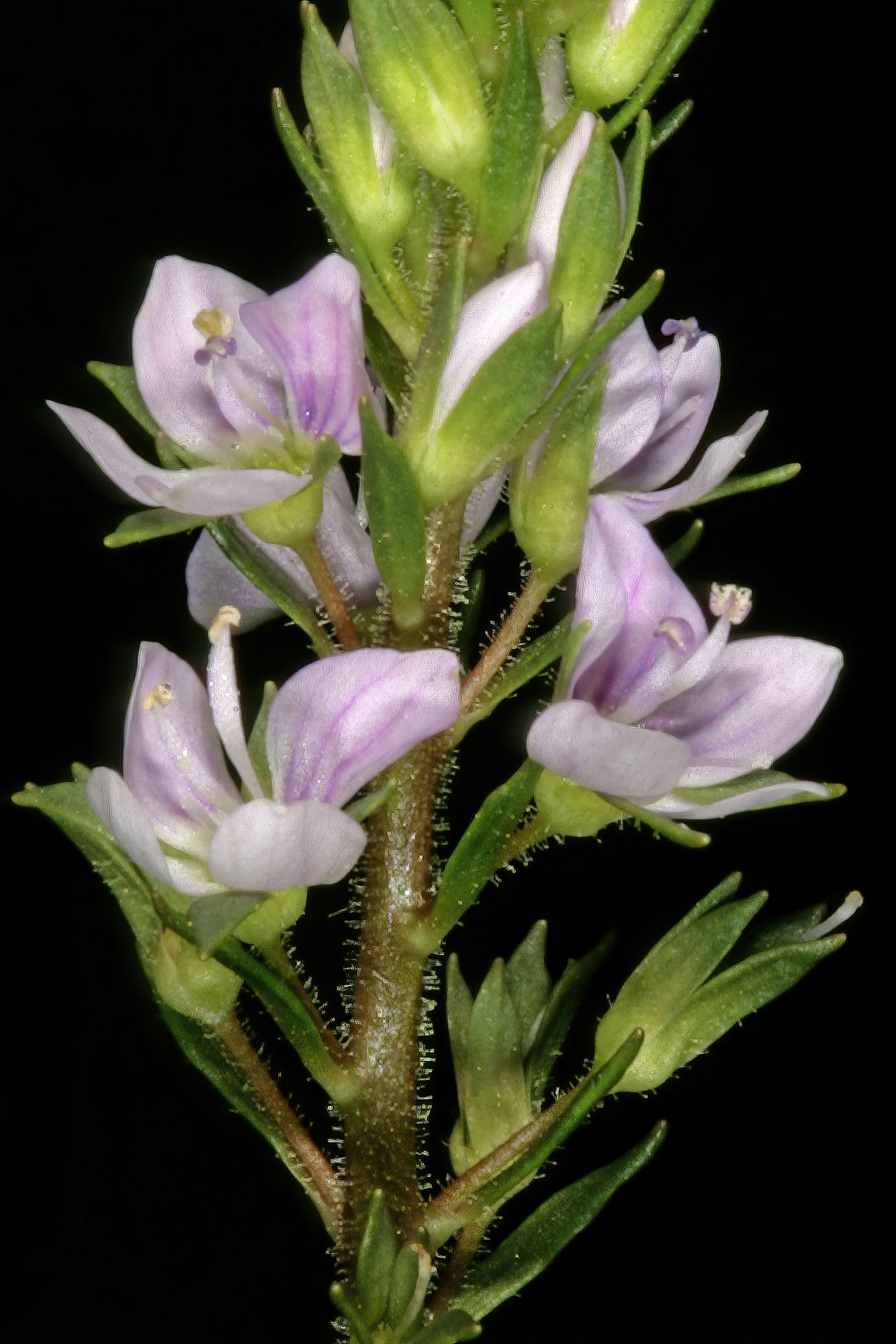 Image of Blue Water-speedwell