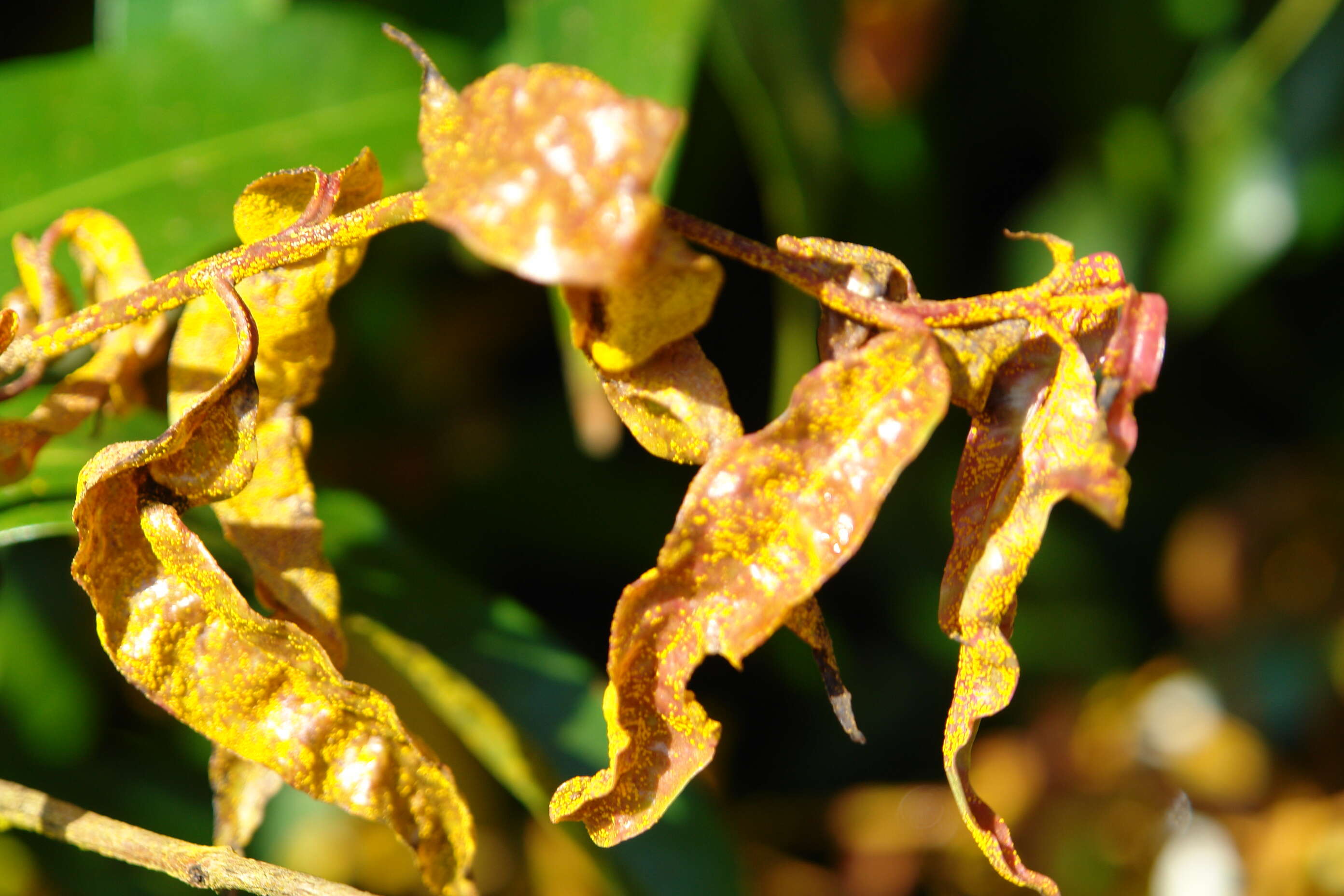 Image de Austropuccinia psidii (G. Winter) Beenken 2017