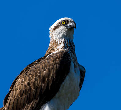 Image of Eastern Osprey