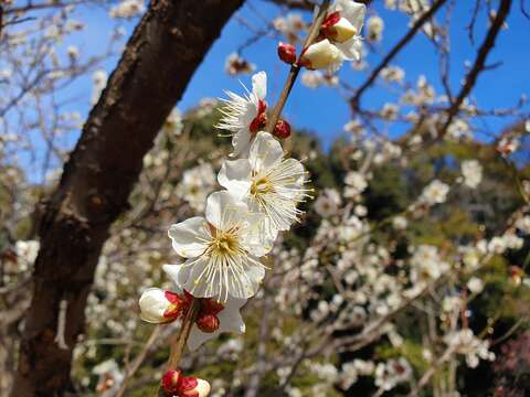 Image of European plum