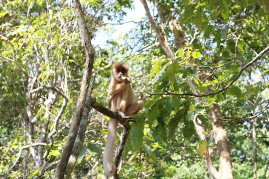 Image of Spix's white-fronted capuchin