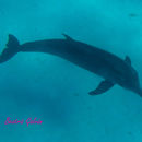 Image of Rough-toothed Dolphin