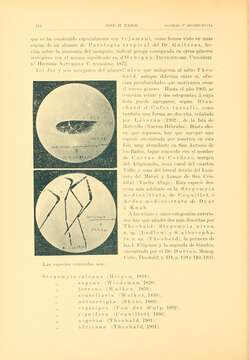 Image of Aedeomyia