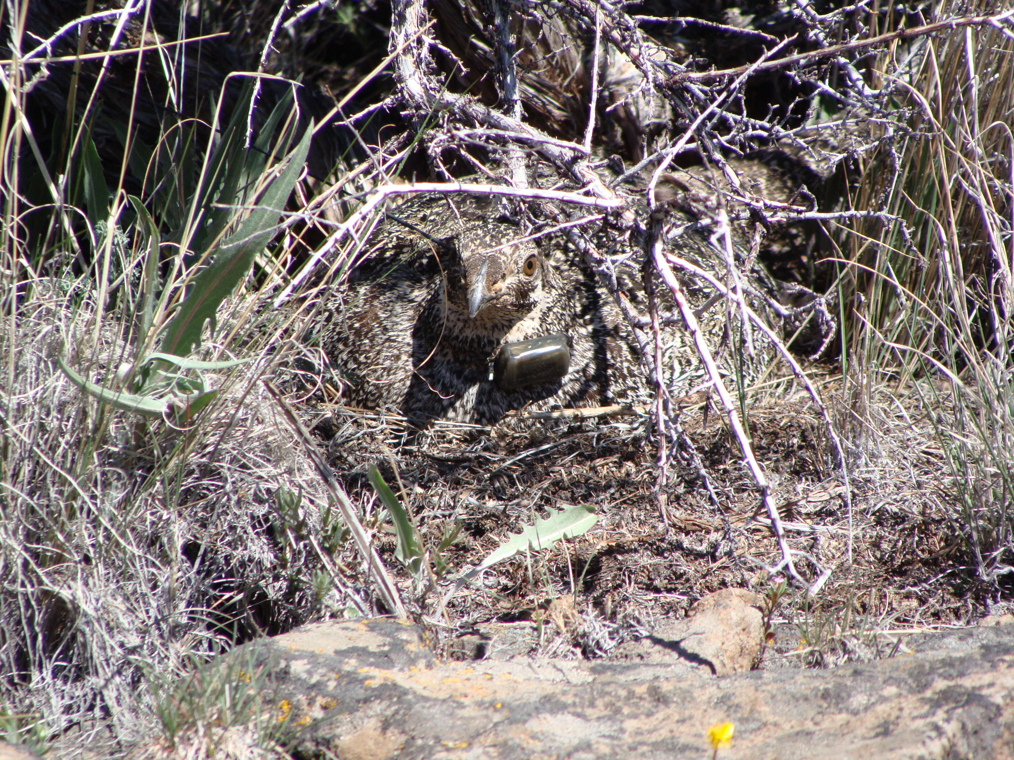 Image of Gunnison sage-grouse; greater sage-grouse