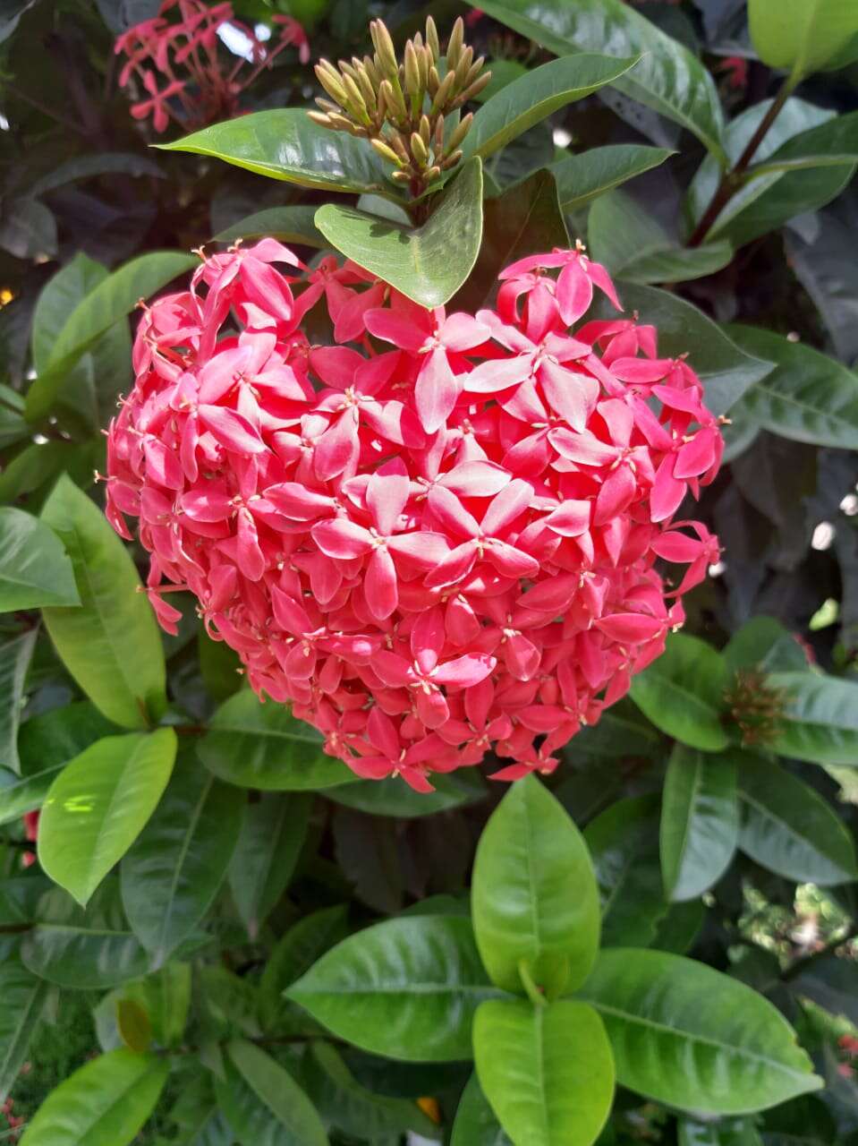 Image of ixora