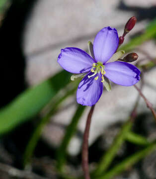 Image of Blue cross