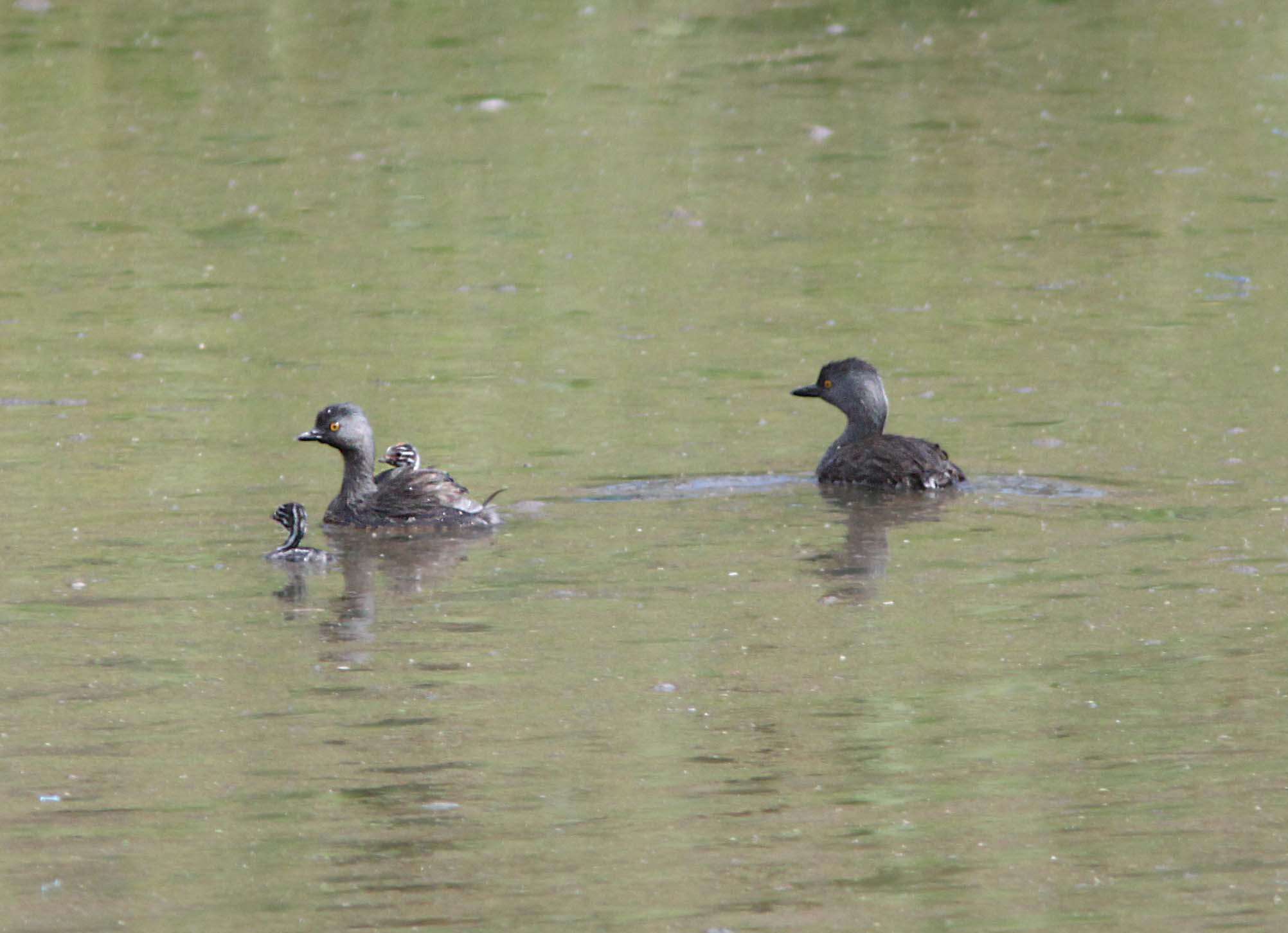 Image of Least Grebe