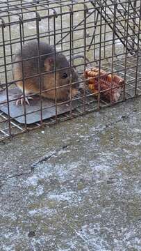 Image of Brazilian Marsh Rat