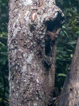 Image of Indian Giant Flying Squirrel