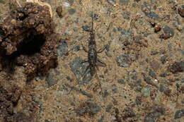 Image of sea bristletail