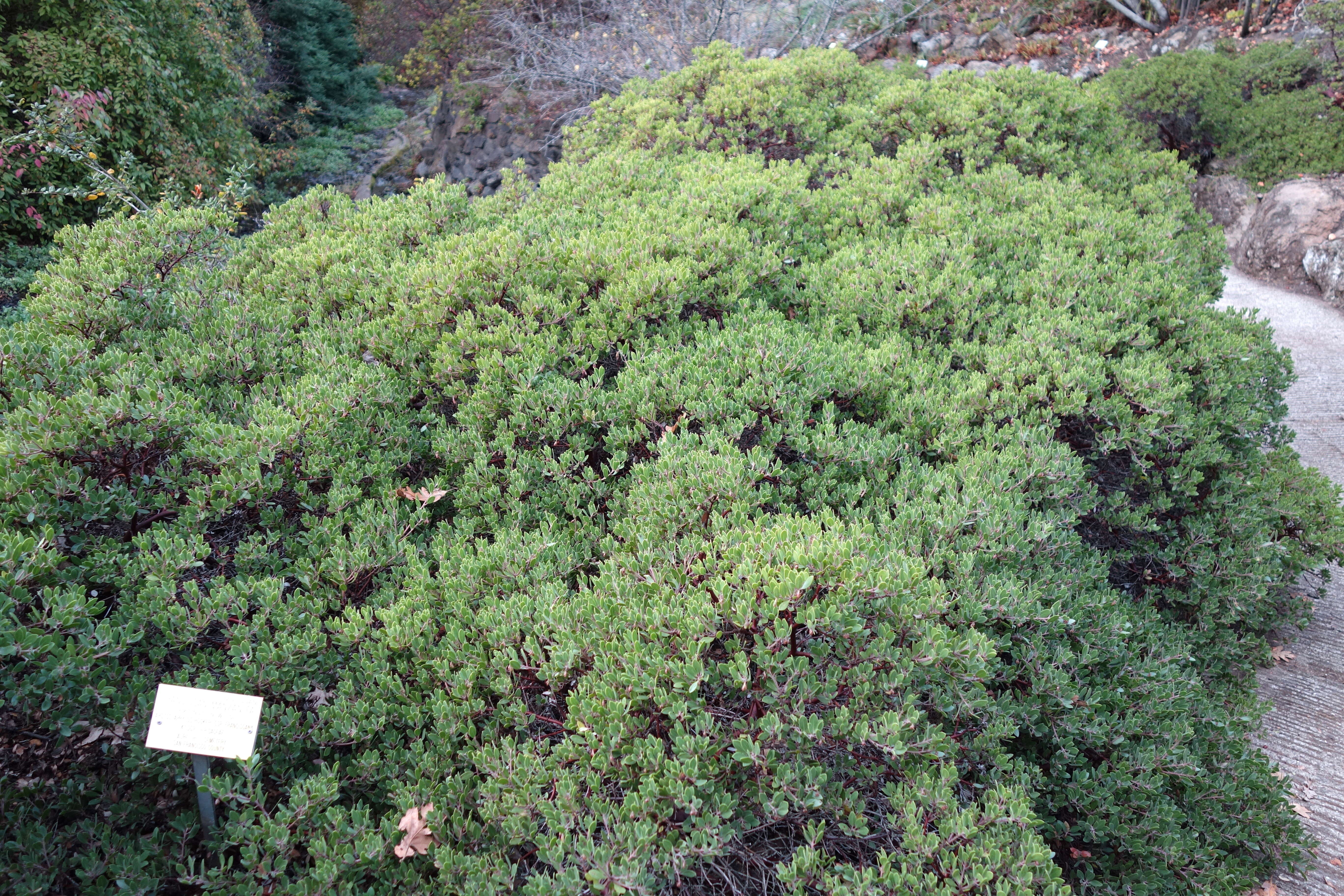 Image of Franciscan manzanita