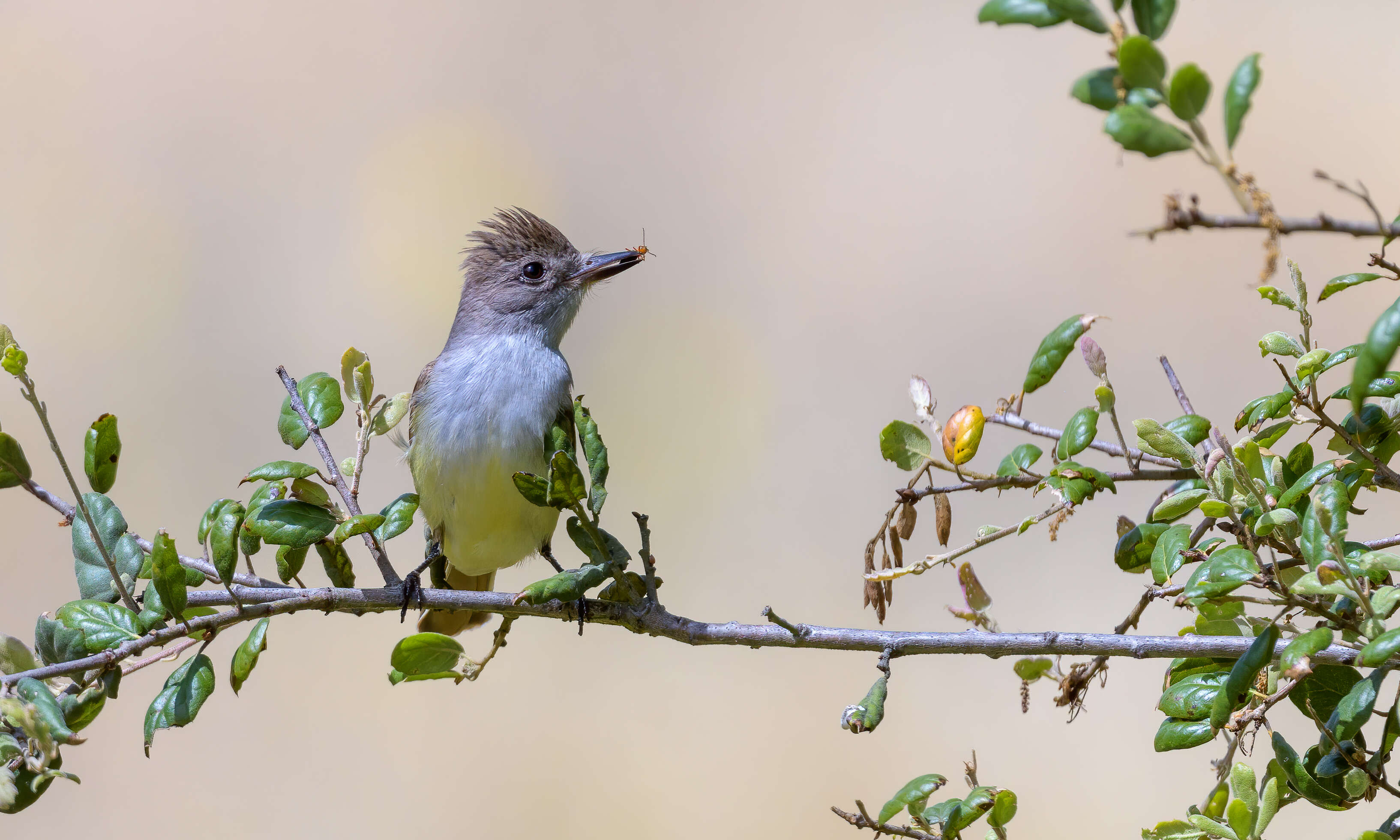 Image of Ash-throated Flycatcher