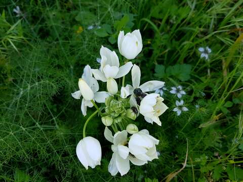 Image of Ornithogalum arabicum L.