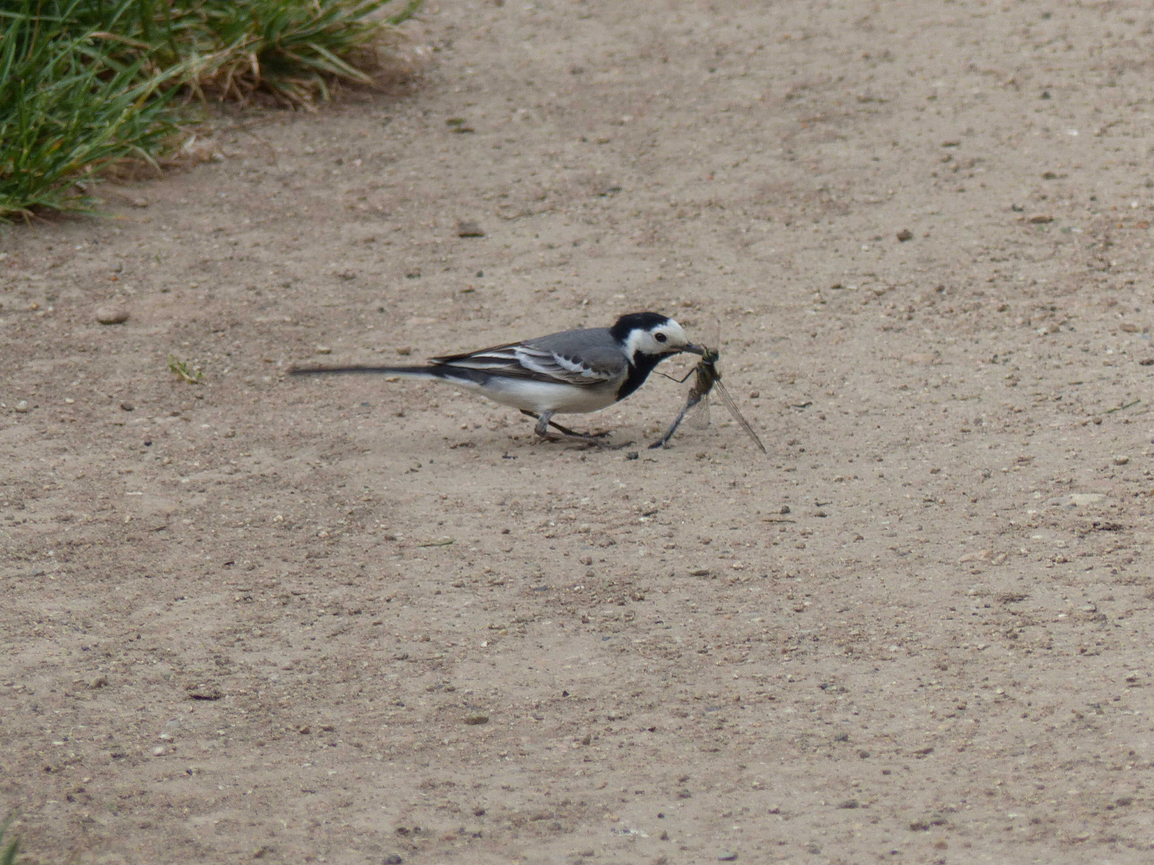 Image of Pied Wagtail and White Wagtail