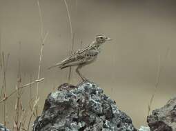 Image of Oriental Skylark