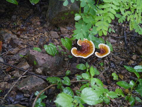 Image of lingzhi mushroom