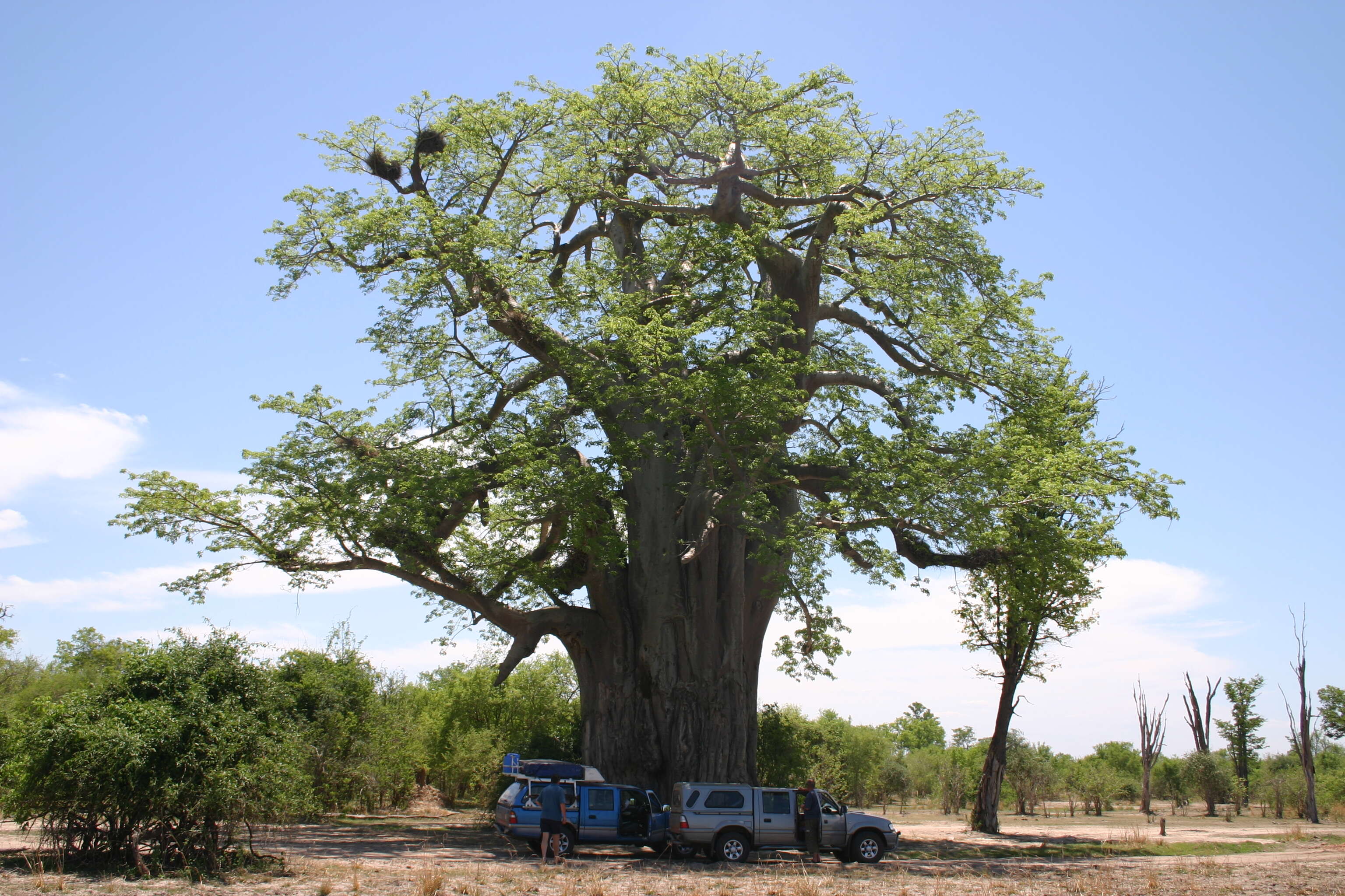 Image of Baobab