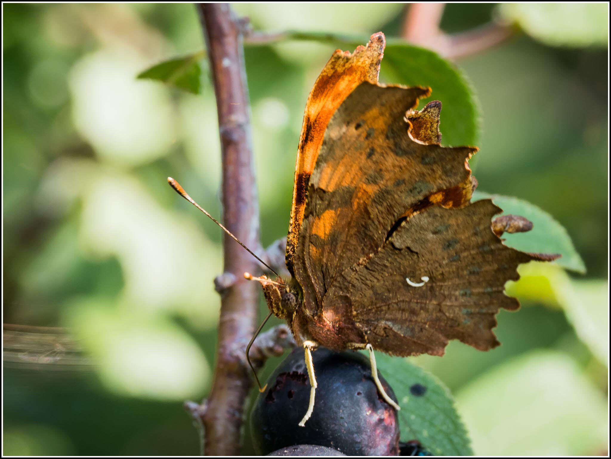 Image of Comma