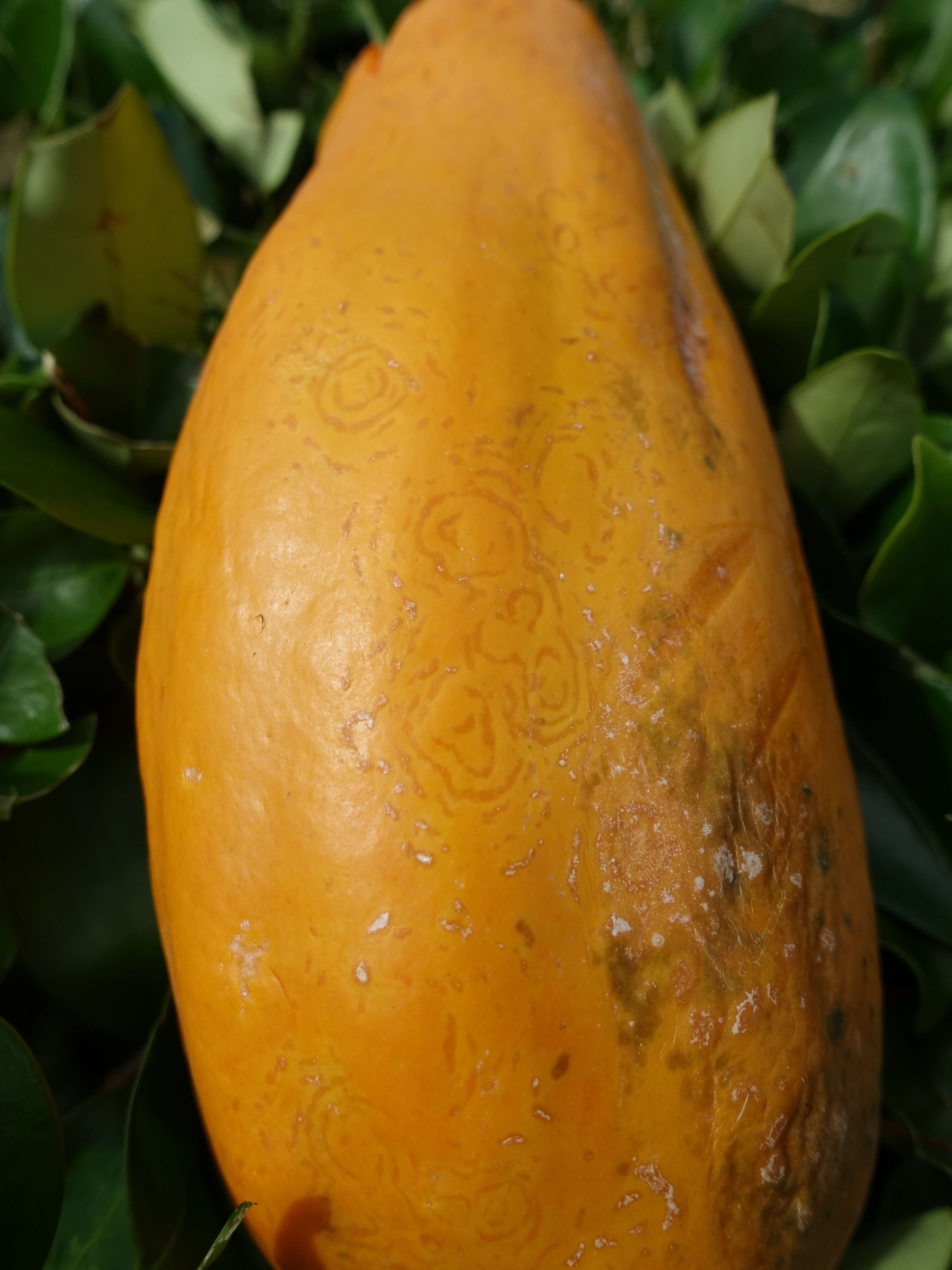 Sivun Papaya ringspot virus kuva