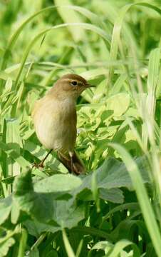 Image of Common Chiffchaff