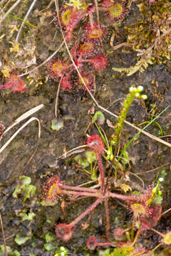 Image of Common Sundew