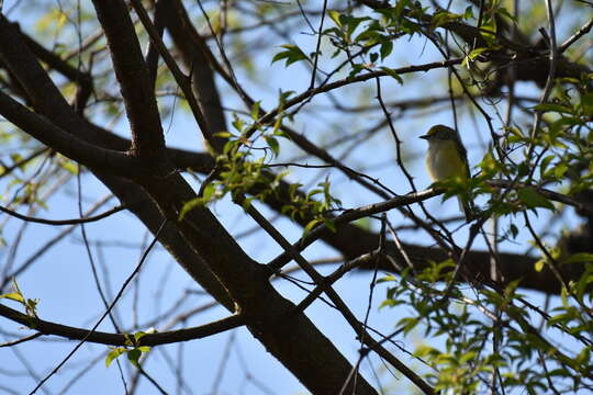 Слика од Vireo griseus (Boddaert 1783)