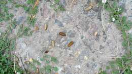 Image of Brazilian Guinea Pig