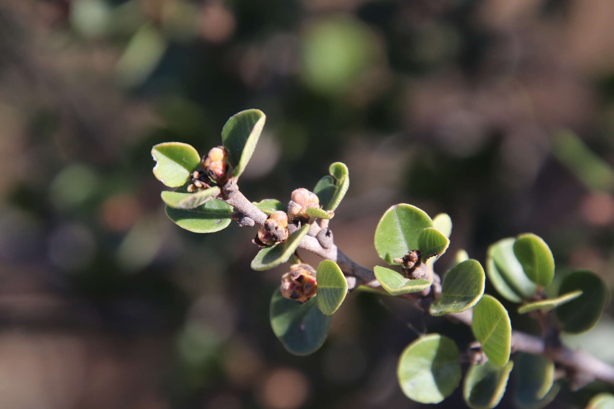 Image of barranca brush