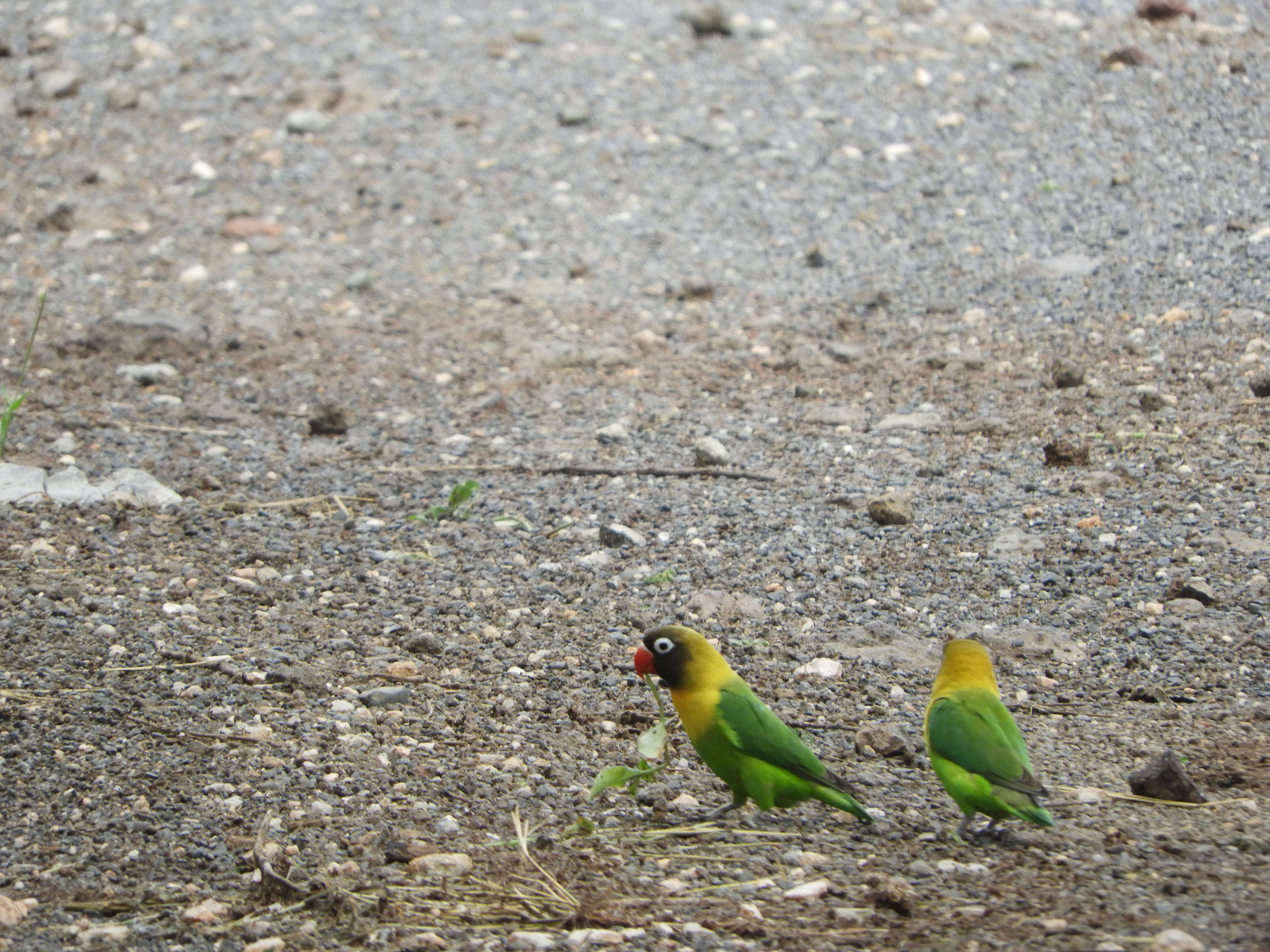 Image of Yellow-collared Lovebird