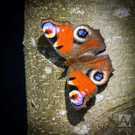 Image of Aglais io