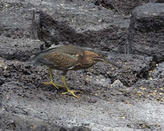 Image de Héron des Galapagos