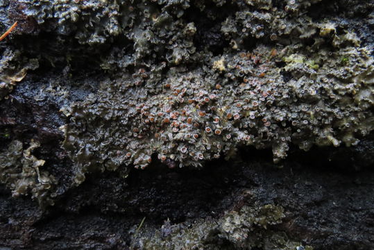 Image of <i>Pannaria lurida</i>