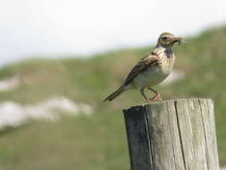 Image of Skylark