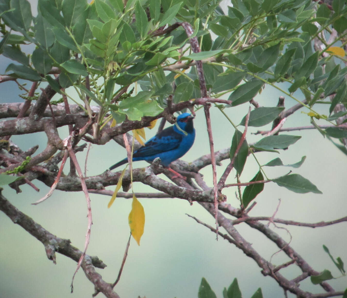 Imagem de Dacnis cayana (Linnaeus 1766)